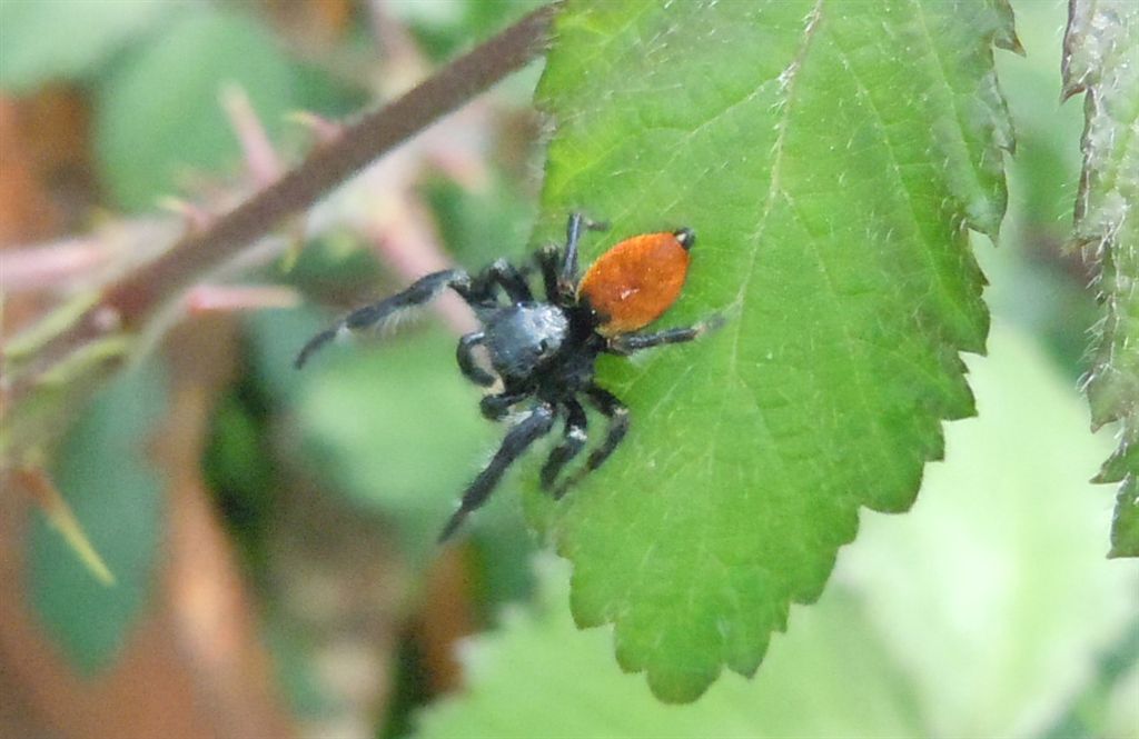 Carrhotus xanthogramma maschio - San Leucio (CE)